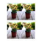 Gardenbox Sarı Bodrum Papatyası Çiçeği Fidanı, 4 Adet Saksılı, 20-40 cm