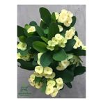 Gardenbox Sarı Dikenler Tacı Kaktüsü 1 Adet 15-25Cm Euphorbia milii