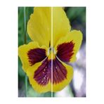 Gardenbox Sarı Kahverengi Hercail Menekşe Fidanı, 30'lu Set, 5-15 cm Tüplü, Viola