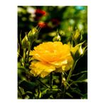 Gardenbox Sarı Renkli Bulgar Gülü Çiçeği Fidanı, 30-60 cm, Saksılı