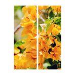 Gardenbox Sarı Sarıcılı Begonvil Çiçeği Fidanı, 40-80 cm, Saksılı, Dış Mekan Ağaçları