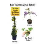 Gardenbox Sarı Yasemin Çiçeği, Mor Salkım Ağacı Fidanı, İtır Çiçeği Hediyeli Peyzaj Seti