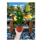 Gardenbox Sarı Yılbaşı Çiçeği Fidanı, Saksılı, 10-20cm, İç Mekan Bitkileri, Rhipsalidopsis