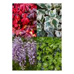 Gardenbox Sarmaşık Bitki Seti, Amerikan Yeşil Hedera Helix, Alacalı Hedera, Mor Salkım Çiçeği