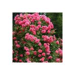 Gardenbox Sarmaşık Gül Fidanı, Açık Pembe, 90-140 cm, 1 Adet Tüplü Aşılı Gül