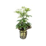 Gardenbox Schefflera Şeflera Çiçeği, 40-60 cm, Saksılı, İç Mekan Bitkileri