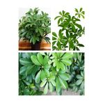 Gardenbox Schefflera Yeşil Şeflera Çiçeği, 40-100 cm, Saksılı, İç Mekan Ofis Bitkileri
