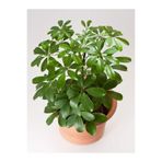Gardenbox Schefflera Yeşil Tek Dal Fidanı, 80-100 cm, Saksılı, İç Mekan Bitkisi