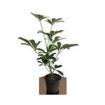 Gardenbox Şeflera 20-30 Cm (SCHEFFLERA) Bitikisi