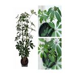 Gardenbox Şeflera Çiçeği Bitkisi, 60-80 cm, Saksılı, Yeşil, İç Mekan Bitkileri
