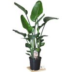 Gardenbox Strelitzia Cennet Kuşu Bitkisi, 80-100 cm, Salon Bitkisi, Siyah Saksı