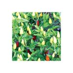 Gardenbox Süs Biberi Tohumu, 5 gr, Bol Verimli