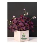 Gardenbox Süs Yoncası Mor Yapraklı Yonca Çiçeği 1 ADET 20-30 Cm (Oxalis triangularis)