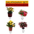 Gardenbox Takım Seti Bodrum Papatyası, Kalanşo, Küpeli, Petunya