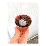 Gardenbox Taş Kaktüs Lithops 5.5 cm Saksıda