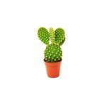 Gardenbox Tavşan Kulağı Kaktüs, Opuntia Microdasys Albata, Altın Renk, Sukulent