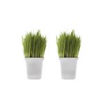Gardenbox Taze Filizli Kedi Otu, Saksıda Kedi Çimi Bitki, 2 Adet, 8,5 Litrelik Saksı