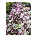Gardenbox Telgraf Çiçeği Kara Sevda Bitkisi, 25-40 cm, Saksılı, Mor