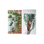 Gardenbox Tespih Çiçeği İnci Tanesi Askılı Büyük Saksı Senecio Rowleyanus Sukulent