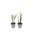 Gardenbox Thebestonline Mini Japon Şemsiyesi, 5-10 cm, 2 Adet Saksılı İç Mekan Bitkisi