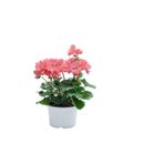 Gardenbox Toz Pembe Sardunya Çiçeği, Kaktüs Hediyeli, Hediyelik