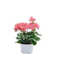 Gardenbox Toz Pembe Sardunya Çiçeği, Sukulent Hediyeli