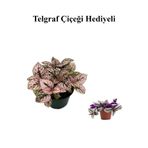 Gardenbox Toz Pembe Zarif Yapraklı Hostes Çiçeği, Telgraf Hediyeli