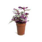 Gardenbox Tradescantia Nanouk Pembe Telgraf Çiçeği, 10-15 cm, Saksılı, İç Mekan Bitkisi