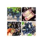 Gardenbox Tüplü Çekirdeksiz Finger Black Üzüm Fidanı, 5 Adet
