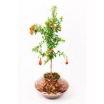 Gardenbox Tüplü Ufak Meyveli Cüce Boylu Süs Nar Fidanı