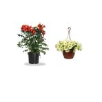 Gardenbox Turuncu Borazan (30-60cm) + Sarı Petunya Çiçeği (20-30cm) + 2lt Curf Dekoratif Taş Seti