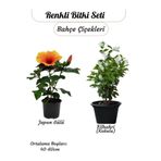 Gardenbox Turuncu Japon Gülü Çiçeği + Filbahri (Kokulu) Bitki Seti, 40-60 cm