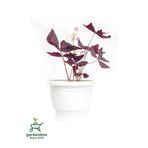 Gardenbox Uyku Çiçeği Mor Yonca 1 ADET Saksılı 20-30Cm (Oxalis Triangularis)