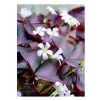 Gardenbox Uyku Çiçeği Süs Yoncası 1 ADET Dekoratif Salon çiçeği(Oxalis triangularis)