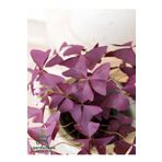 Gardenbox Uyku Çiçeği Süs Yoncası Oxalis triangularis 1 ADET 20-30Cm