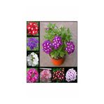 Gardenbox Verbena 10'lu Karışık Yer Minesi Fidanı, 5-15cm Tüplü Çiçekli Bodur Bitkiler