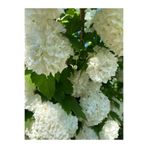 Gardenbox Viburnum Tinus Kartopu Ağacı, Beyaz Çiçekli, 70-90 cm, Dış Mekan Bitkisi