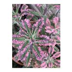 Gardenbox Videolu 1 Adet Pembe Aşkın Gözyaşı Çiçeği 5-15 Cm Saksılı Çiçekli Bodur Bitki Butterflies Kalanchoe