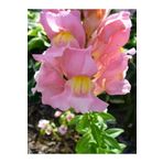Gardenbox Videolu 1 Adet Pembe Aslan Ağzı Çiçeği Fidesi 10-20 Cm Tüplü Çiçekli Bodur Antirrhinum Majus