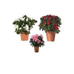 Gardenbox Videolu 3'lü Kırmızı Beyaz Pembe Açelya Çiçeği Fidanı 20-40cm Saksılı Rhododendron Simsii