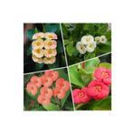 Gardenbox Videolu 4'lü Dikenler Tacı Çiçeği Sarı-kırmızı-pembe-beyaz 10-20 Cm Tüplü Çiçekli Euphorbia Milii
