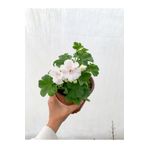 Gardenbox Videolu Beyaz Sakız Sardunya Çiçeği Fidanı 15-25 Cm Saksılı Çiçekli Bodur Bitkiler Pelargonium
