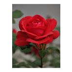 Gardenbox Videolu Canlı Kırmızı Gül Fidanı 10-15 Cm Saksılı/tüplü Yoğun Kokulu Aşılı Gül (red Rose)