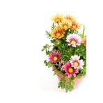 Gardenbox Videolu Karışık Renkli Gazanya (10 20 CM)10 Adet Saksılı/ Tüplü Çiçekli Bodur Bitki Gazania