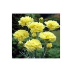 Gardenbox Videolu Kokulu Sarı Karanfil Çiçeği Fidanı 25-40 Cm Saksılı Çiçekli Bodur Bitkiler Yellow Carnation