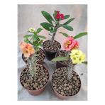 Gardenbox Videolu Milli Dikenler Tacı (15-25 Cm ) 5 Farklı Renk Saksılı Kaktüs Euphorbia