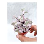 Gardenbox Videolu Mini Pembe Telgraf Çiçeği 10-15 Cm Saksılı Çiçekli Bodur Bitkiler (TRADESCANTİA)