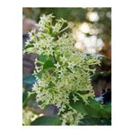 Gardenbox Videolu Mis Kokulu 1 Adet Melisa Çiçeği Fidanı Saksılı 50-110cm (LEMON BALM)