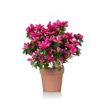 Gardenbox Videolu Pembe Açelya (20 40 CM)1 Adet Saksılı Çiçekli Bodur Bitki Rhododendron