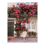Gardenbox Videolu Pembe Özel Tür Mis Kokulu 1 Adet Sarmaşık Gül Fidanı Saksılı 70-110 Cm (PİNK CLİMBİNG ROSE)